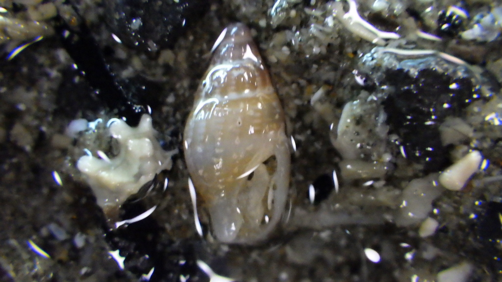 Macrozafra