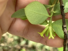 Wikstroemia elliptica
