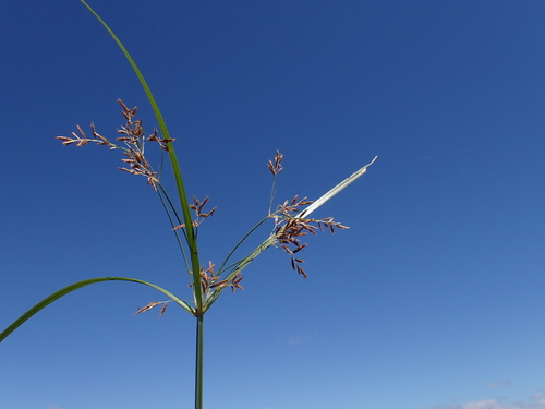 Madagascar flatsedge (Cyperus phaeolepis)