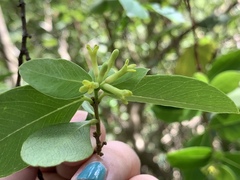 Wikstroemia elliptica