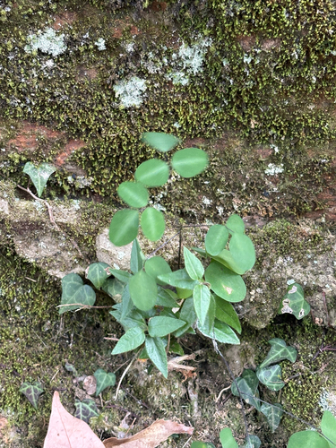 Himalayan Dumasia (Dumasia villosa)