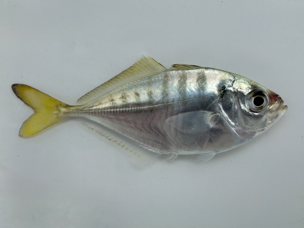 Scheermes-horsmakreel (Alepes kleinii) — Carangidae