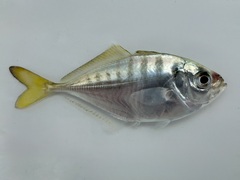Razorbelly Scad photo 1