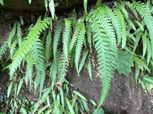 Japanese beech fern (Phegopteris decursive)