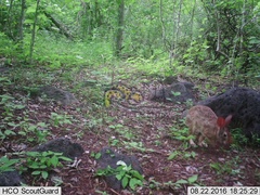 Sylvilagus cunicularius insolitus