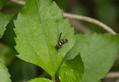 Polybia occidentalis
