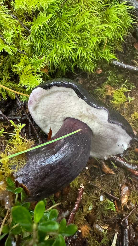 Tylopilus formosus · January 2026 · photo: © frankashwood (iNaturalist, cc-by)