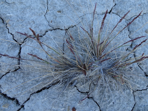 arctic alkaligrass (Puccinellia arctica)