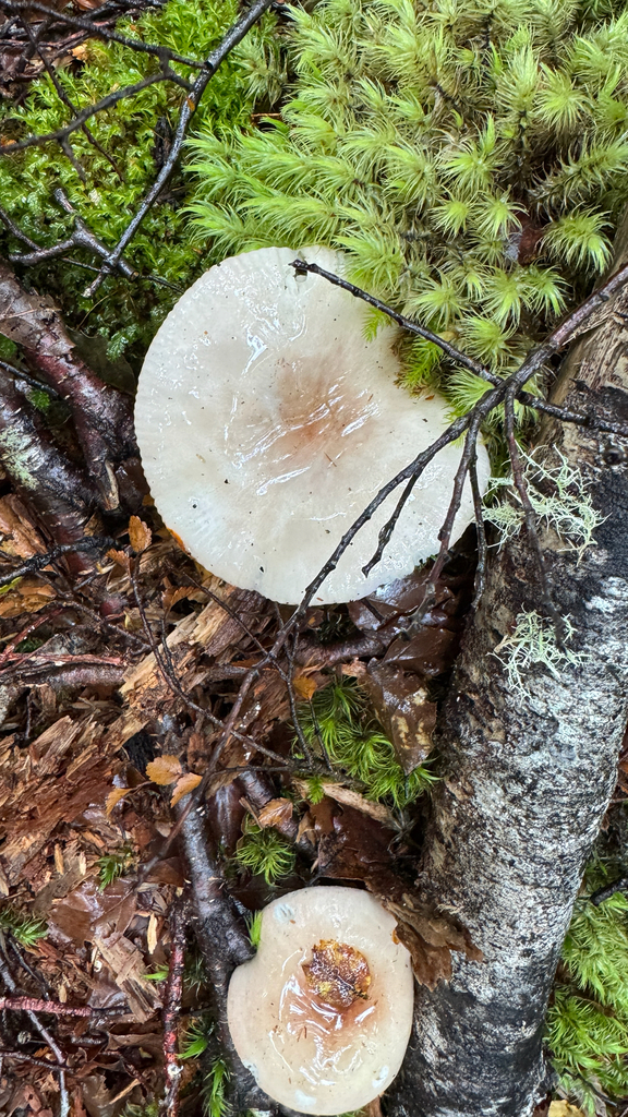 Russula purpureotincta · January 2026 · photo: © frankashwood (iNaturalist, cc-by)