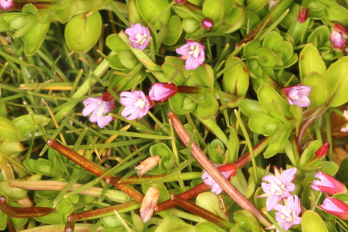 Epilobium confertifolium (Epilobium confertifolium)