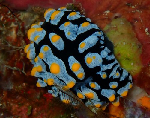 Phyllidia varicosa