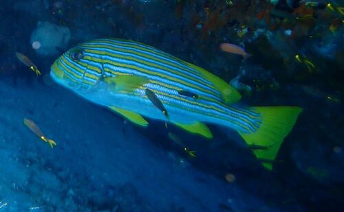 Plectorhinchus polytaenia