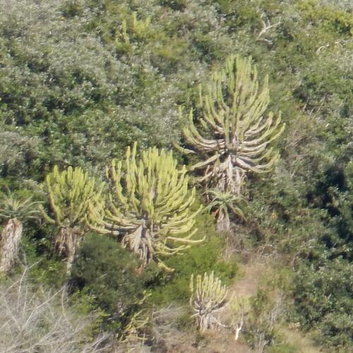 Euphorbia triangularis, photograph 4