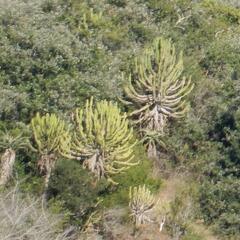 Euphorbia triangularis, photograph (c) Henry de Lange, some rights reserved (CC BY)