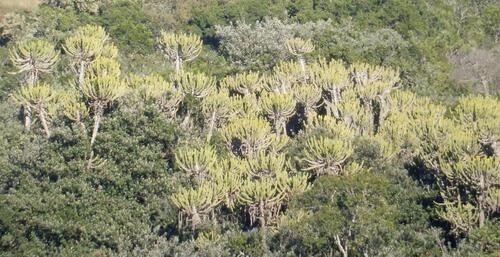 Euphorbia triangularis, photograph 5