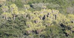 Euphorbia triangularis, photograph (c) Henry de Lange, some rights reserved (CC BY)