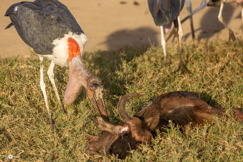 iNaturalist: (c) Chris Fisher, some rights reserved (CC BY-NC), uploaded by Chris Fisher iNaturalist image