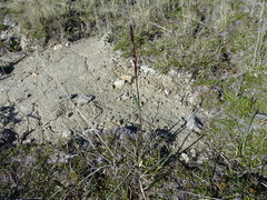 Arctagrostis latifolia