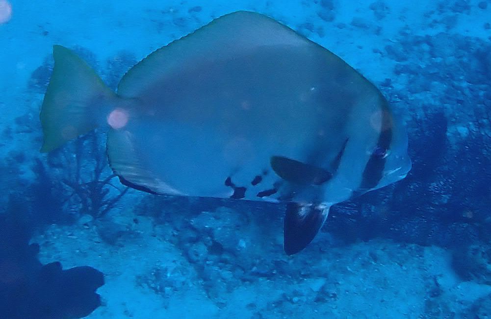 Batavia-vleermuisvis (Platax batavianus) — Ephippidae