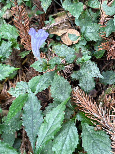 Strobilanthes flexicaulis, photograph 3