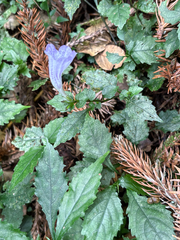 Strobilanthes flexicaulis, photograph (c) 黃美滿, some rights reserved (CC BY)