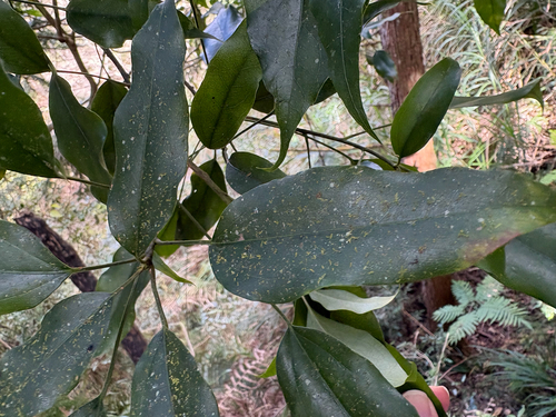 Dendropanax dentigerus, photograph 6