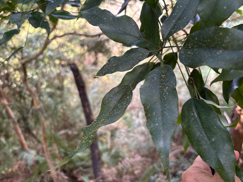 Dendropanax dentigerus, photograph 2