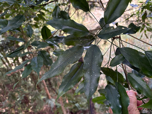 Dendropanax dentigerus, photograph 3