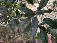 Dendropanax dentigerus, photograph (c) 黃美滿, some rights reserved (CC BY)