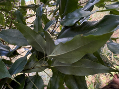 Dendropanax dentigerus, photograph (c) 黃美滿, some rights reserved (CC BY)