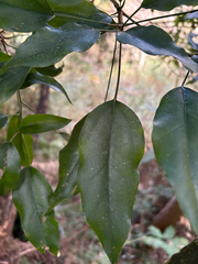 Dendropanax dentigerus, photograph (c) 黃美滿, some rights reserved (CC BY)
