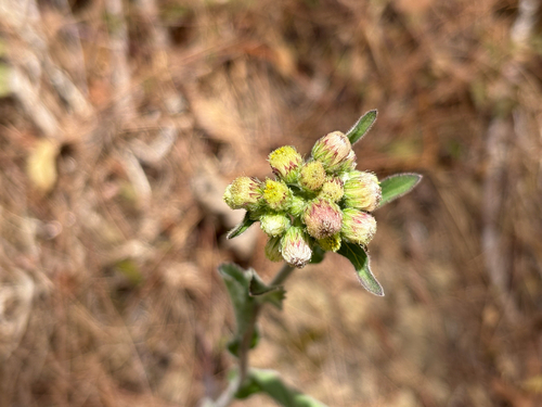 Japanese Fleabane (Eschenbachia japonica)