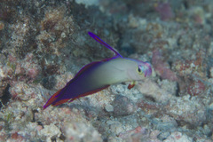 Nemateleotris decora