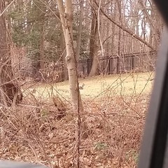 Sciurus carolinensis