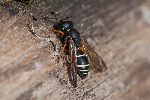 Gymnomerus laevipes observed 2025-07-02