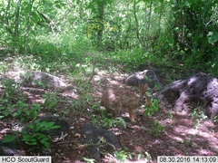 Sylvilagus cunicularius insolitus