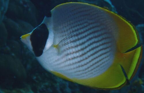 Chaetodon adiergastos