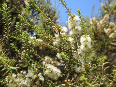 Podalonia tydei suspiciosa