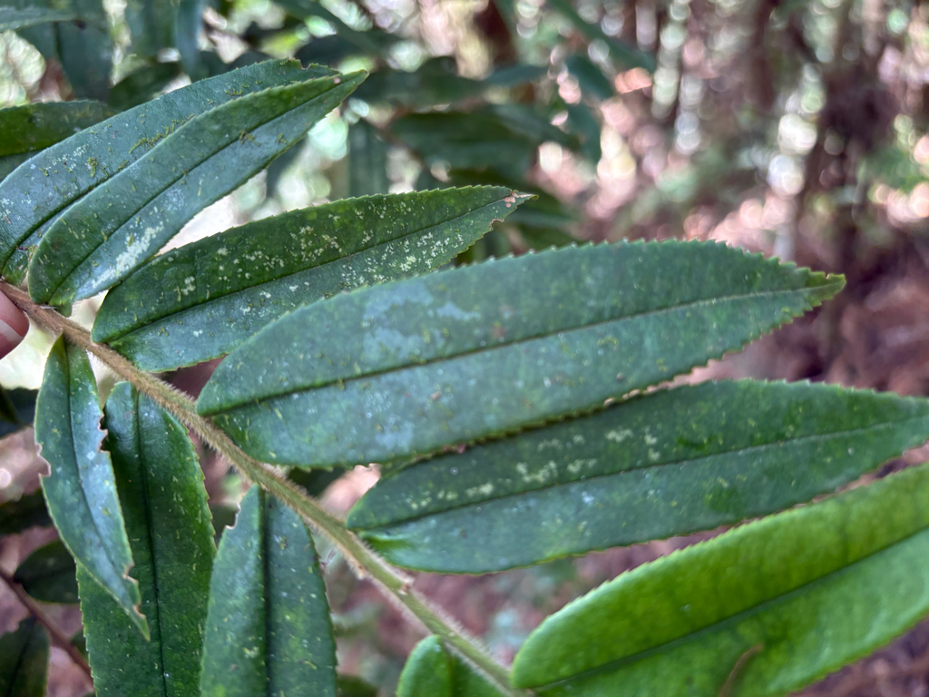 Eurya strigillosa; photograph (c) 黃美滿, some rights reserved (CC BY)