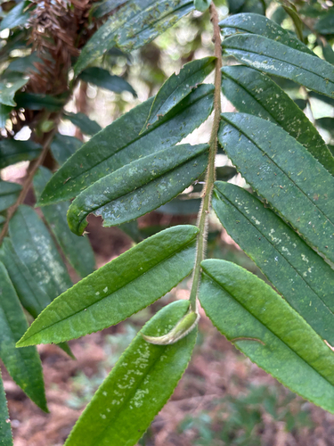 Eurya strigillosa