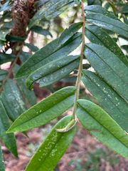 Eurya strigillosa