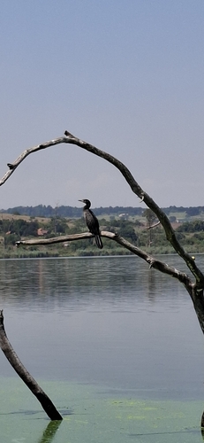 iNaturalist: (c) tinkanature, some rights reserved (CC BY-NC) iNaturalist image