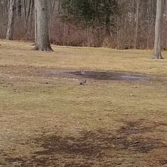 Sciurus carolinensis