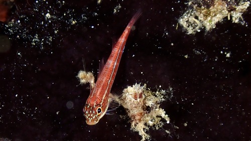 Lined triplefin (Helcogramma striata) — Tripterygiidae — 3