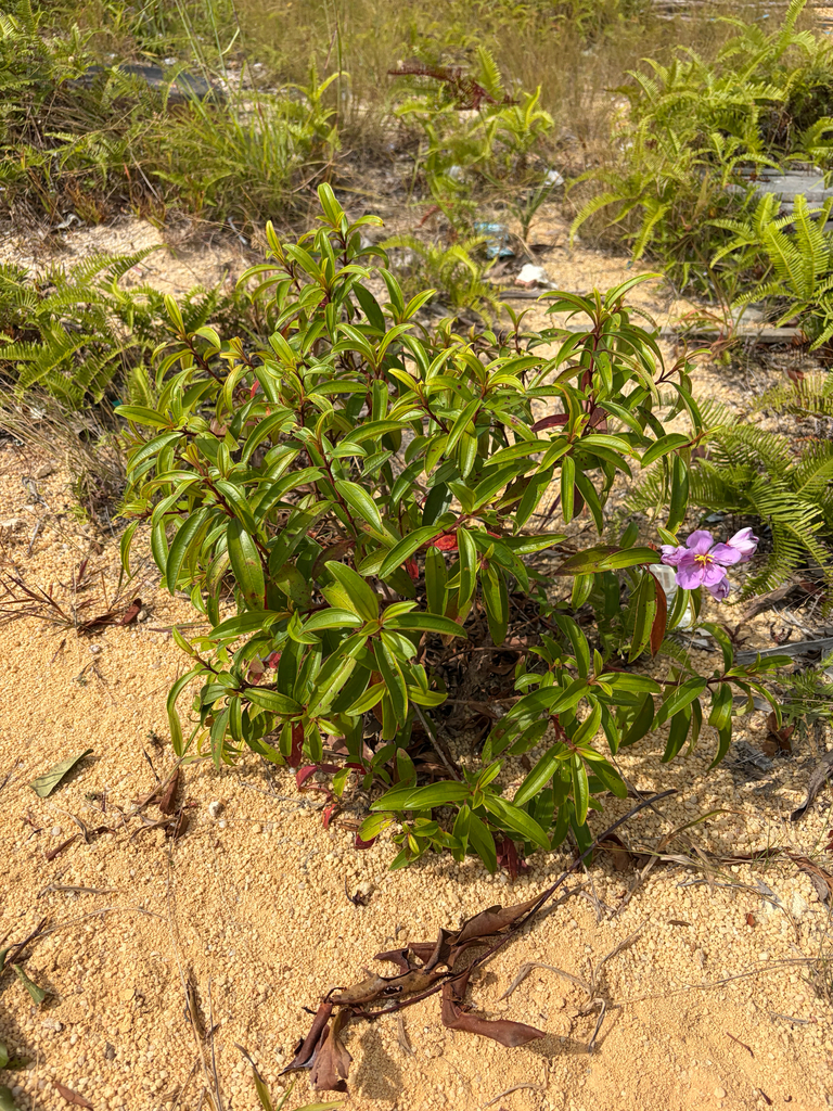 Indian-rhododendron (Melastoma malabathricum)