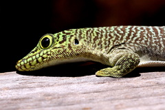 Phelsuma standingi