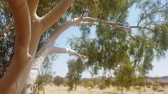 Corymbia aparrerinja