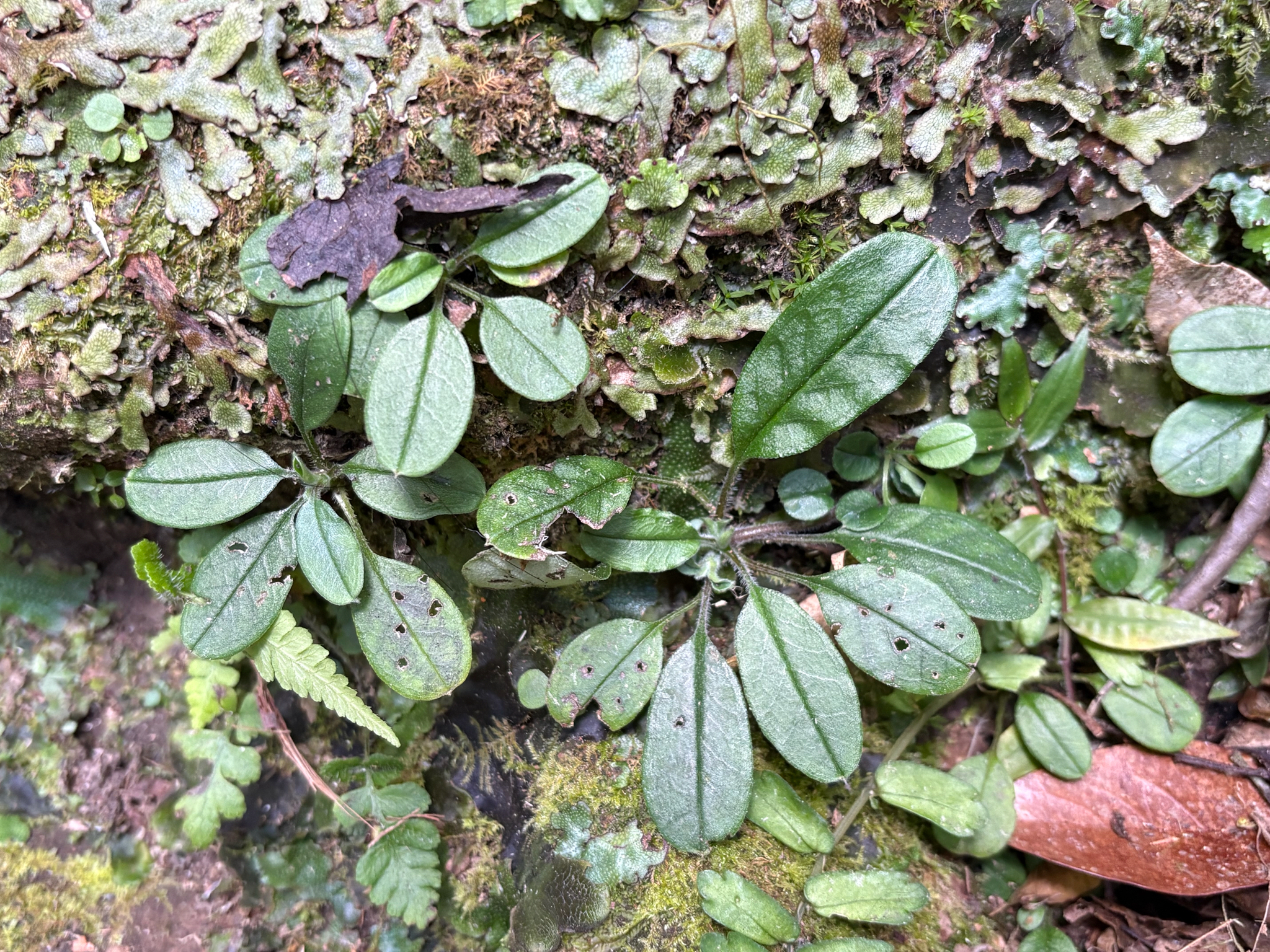 Trigonotis formosana