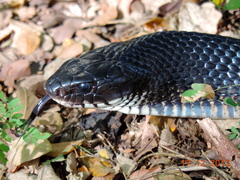 Drymarchon melanurus