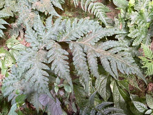 Tectaria coadunata (Tectaria coadunata)